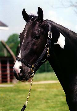 RACKING HORSE